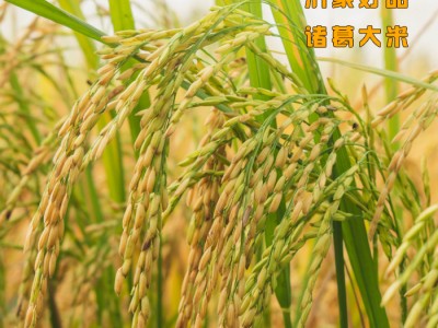 沂蒙山优选旱稻大米天然无添加大米5斤装图3