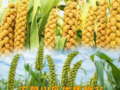 沂蒙山优选高山稻谷小米天然无添加小米5斤装图2