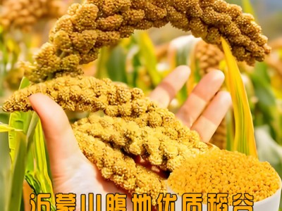 沂蒙山优选高山稻谷小米天然无添加小米5斤装图3